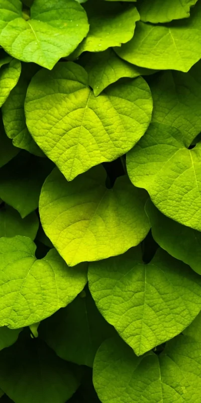 green-leaves-background